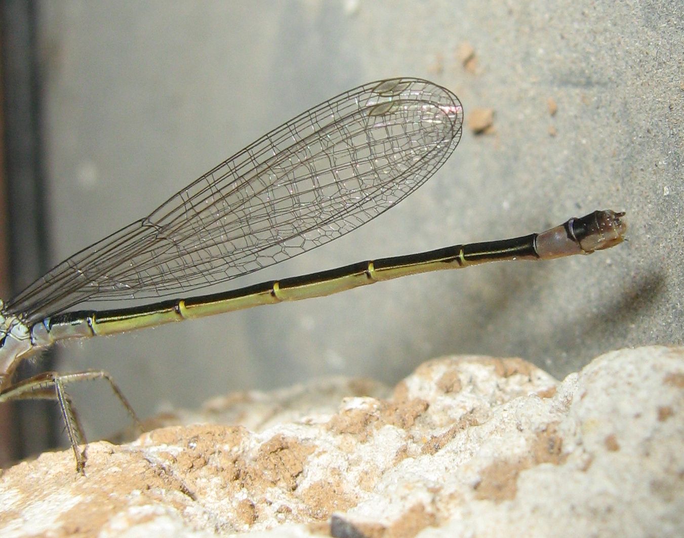 Altra libellula - Ischnura elegans (femmina)